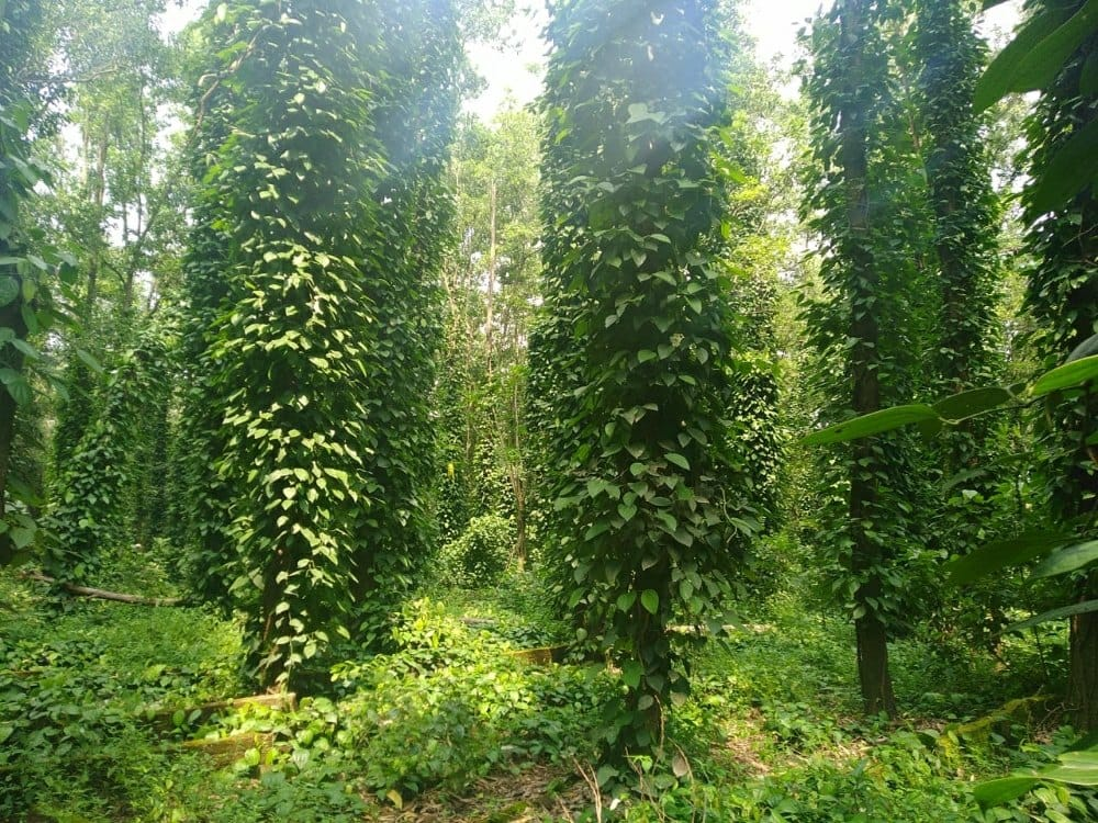 Australian Teakwood Land